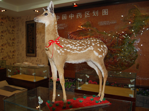 梅花鹿動(dòng)物道具模型