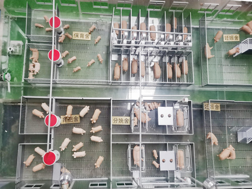 自動(dòng)化養豬廠(chǎng)展示模型
